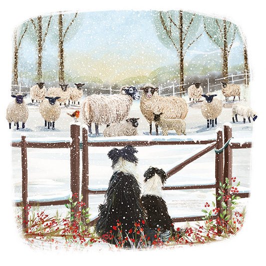 NEW 'Watching the Flock' Charity Christmas Cards 2025 (Pack of 10) Welsh and English Message Inside